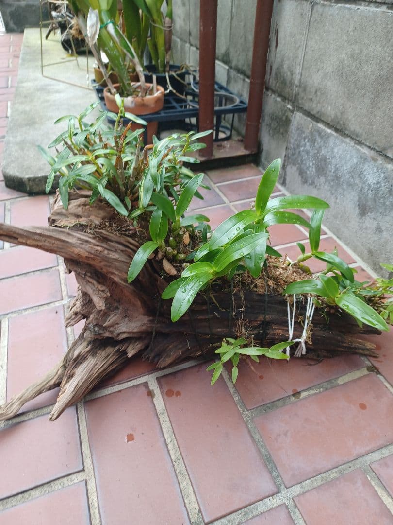 長生蘭・セッコク・デンドロビューム【流木付け】