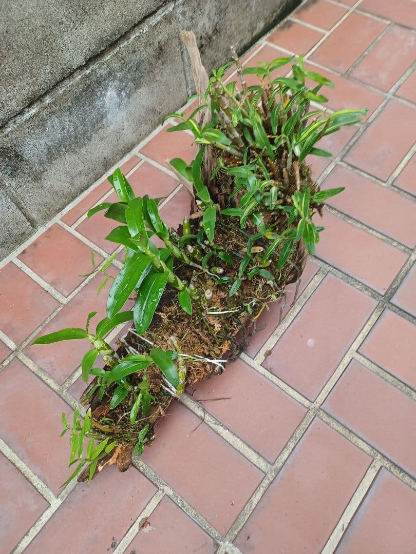 長生蘭・セッコク・デンドロビューム【流木付け】