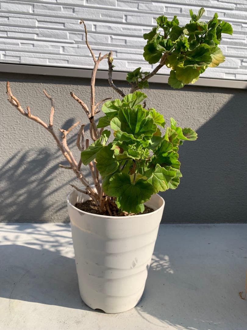 植木　ゼラニウム　花言葉（決意　決心　約束