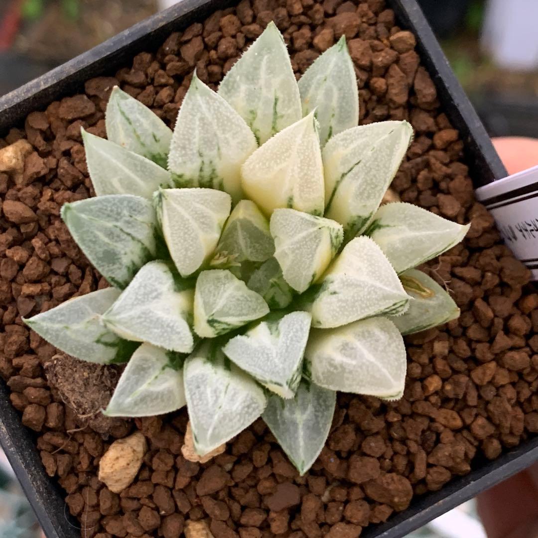 多肉植物 ハオルチア ラブハート錦 極上斑