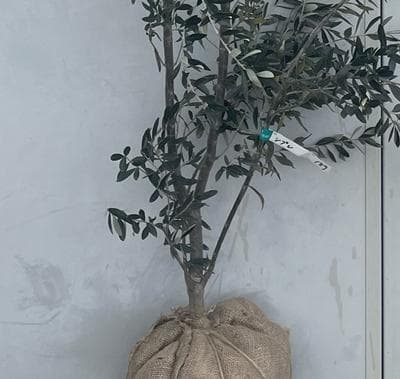 《現品》オリーブの木　シプレシーノ 樹高1.9ｍ（根鉢含まず）189【苗木/庭木