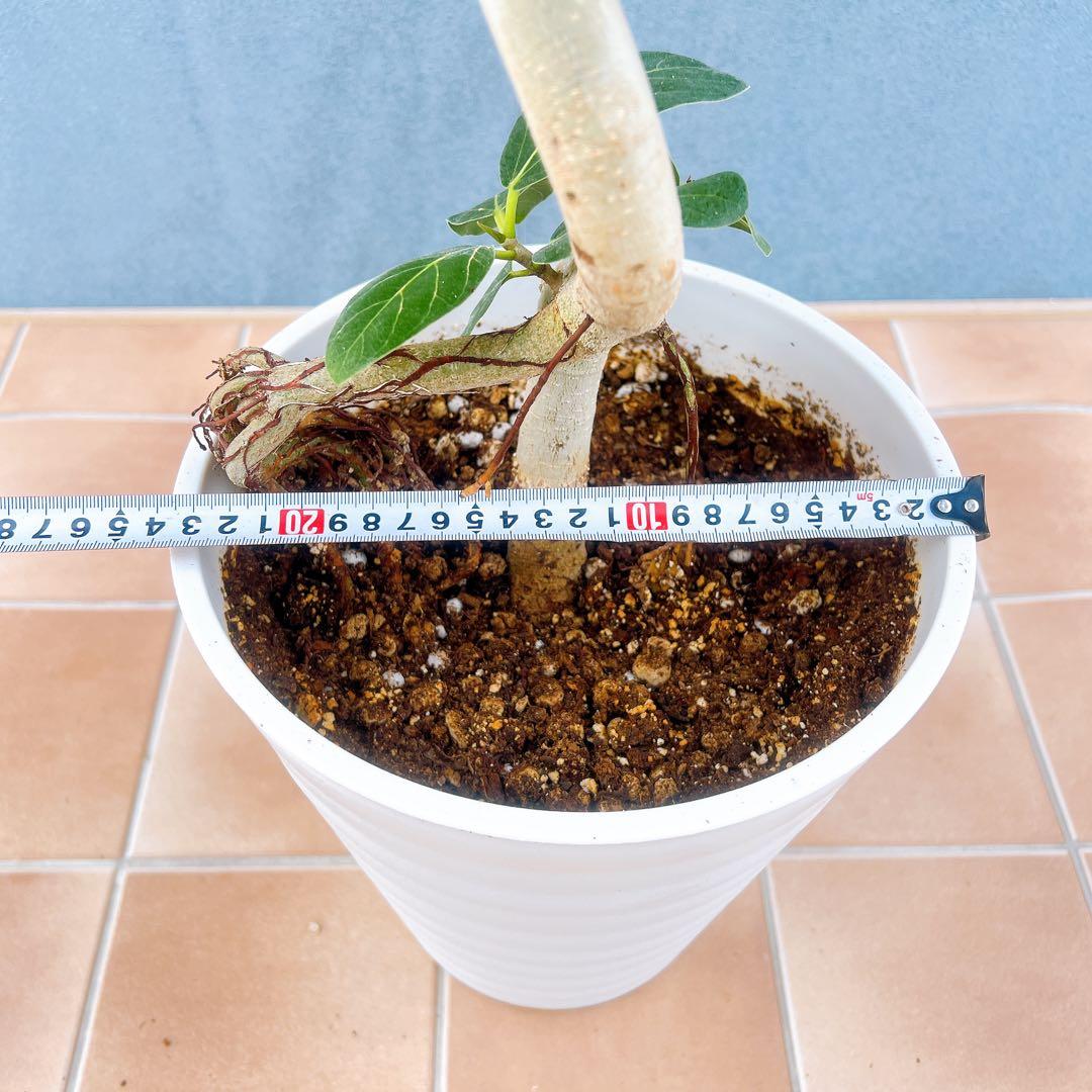 現品　フィカス　ゴムの木　ベンガレンシス　② 曲り　インテリアグリーン　観葉植物