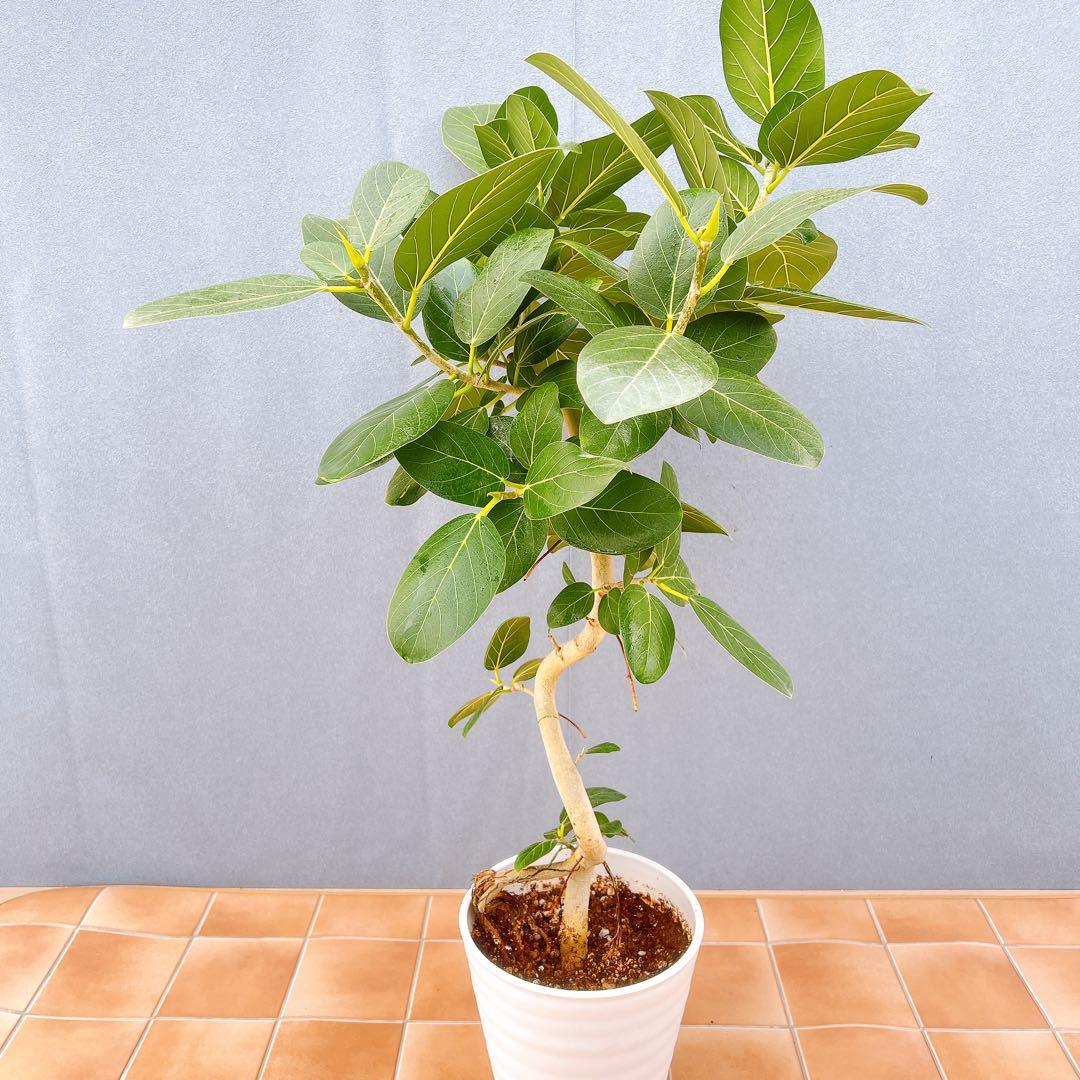 現品　フィカス　ゴムの木　ベンガレンシス　② 曲り　インテリアグリーン　観葉植物