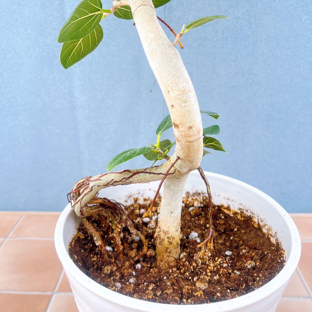 現品　フィカス　ゴムの木　ベンガレンシス　② 曲り　インテリアグリーン　観葉植物