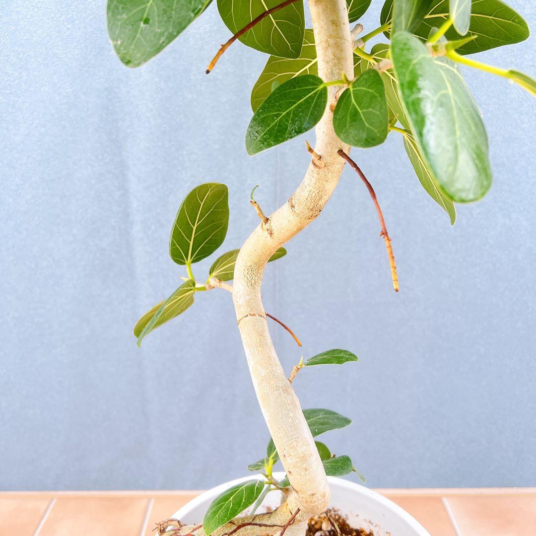 現品　フィカス　ゴムの木　ベンガレンシス　② 曲り　インテリアグリーン　観葉植物