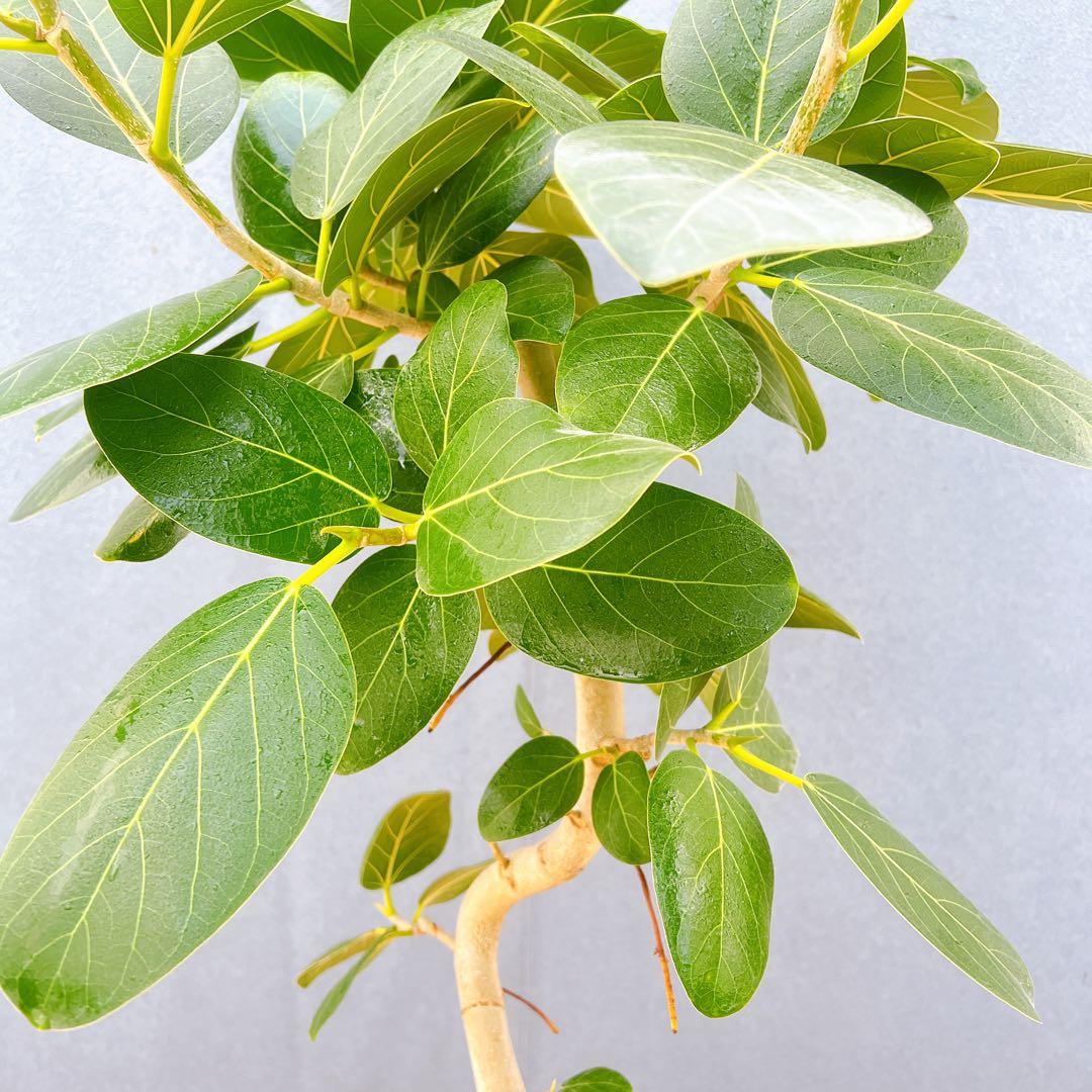 現品　フィカス　ゴムの木　ベンガレンシス　② 曲り　インテリアグリーン　観葉植物