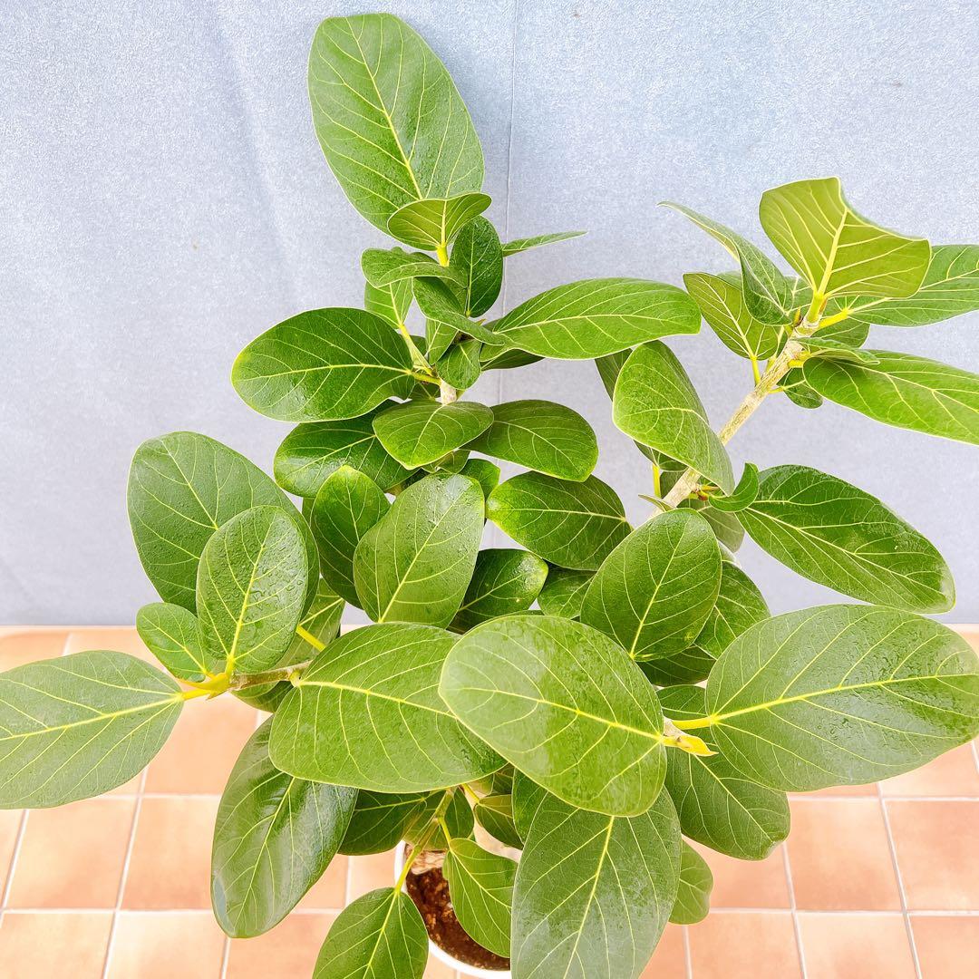 現品　フィカス　ゴムの木　ベンガレンシス　② 曲り　インテリアグリーン　観葉植物