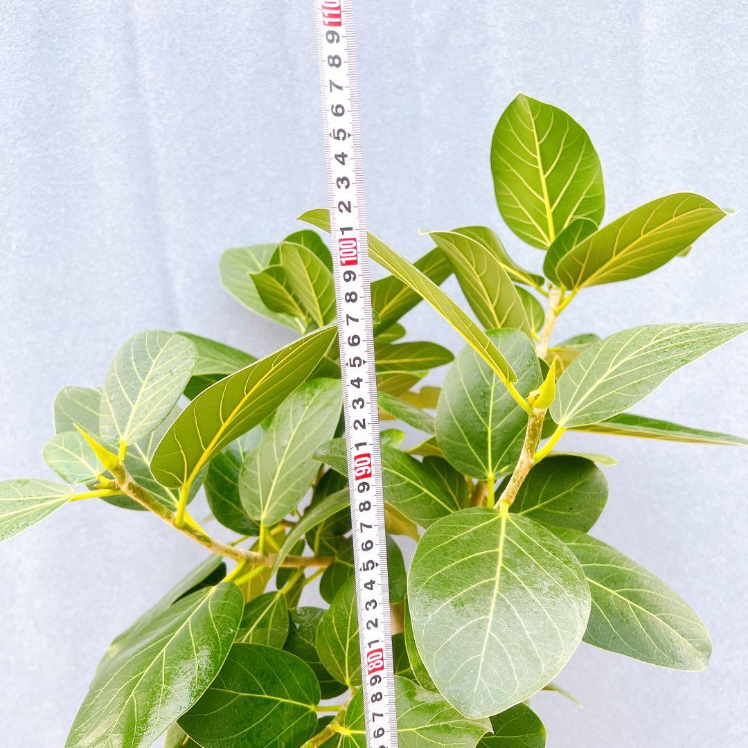 現品　フィカス　ゴムの木　ベンガレンシス　② 曲り　インテリアグリーン　観葉植物