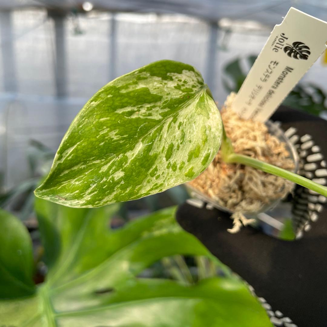 MB23モンステラ　デリシオーサ　ベトシオーサ　2寸ポリポット　ネコポス発送