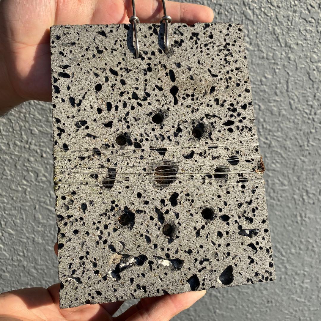 ビカクシダ・バクテリア　胞子培養株　【ペトペンチア】