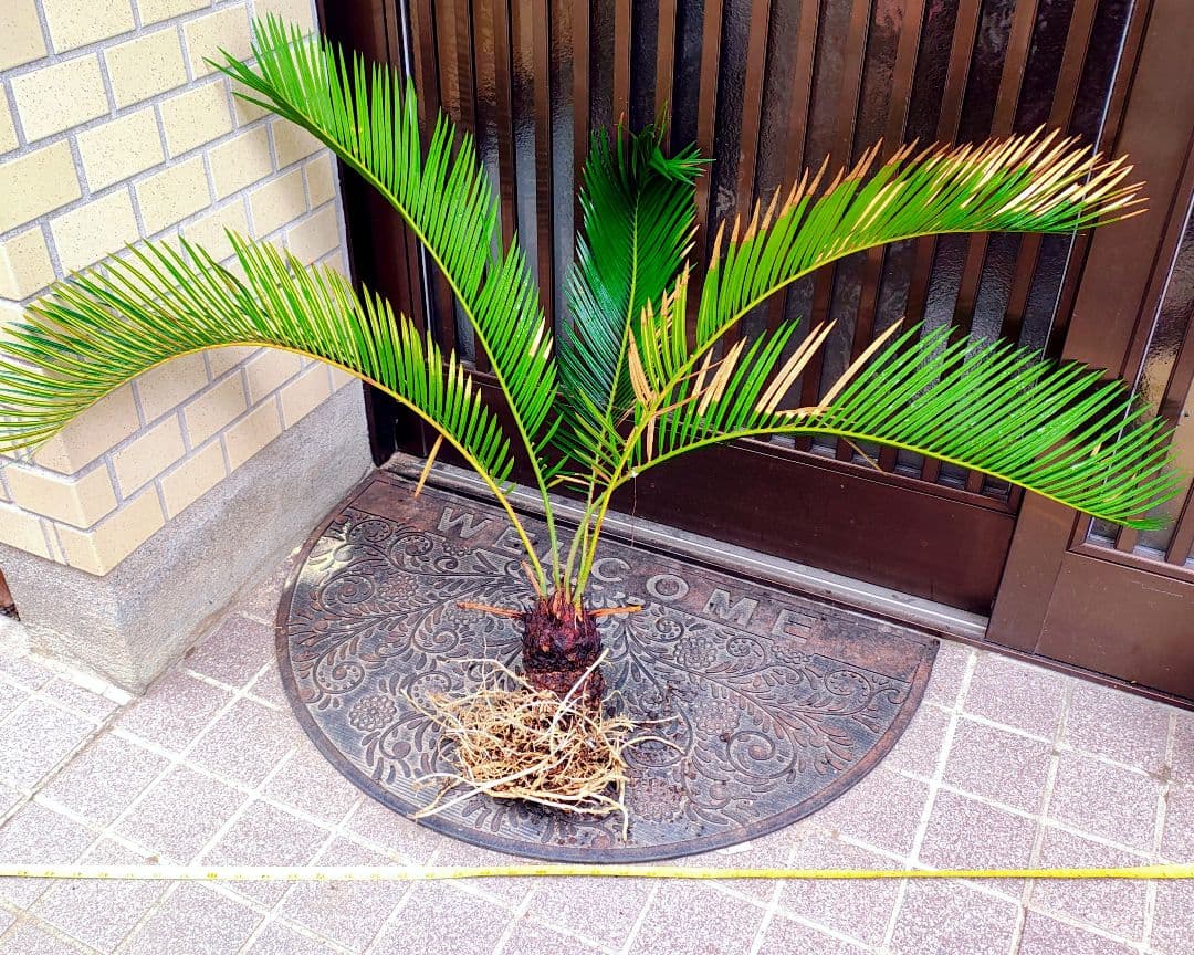 110cm 観葉植物 金運アップ ソテツ 蘇鉄 健康な根