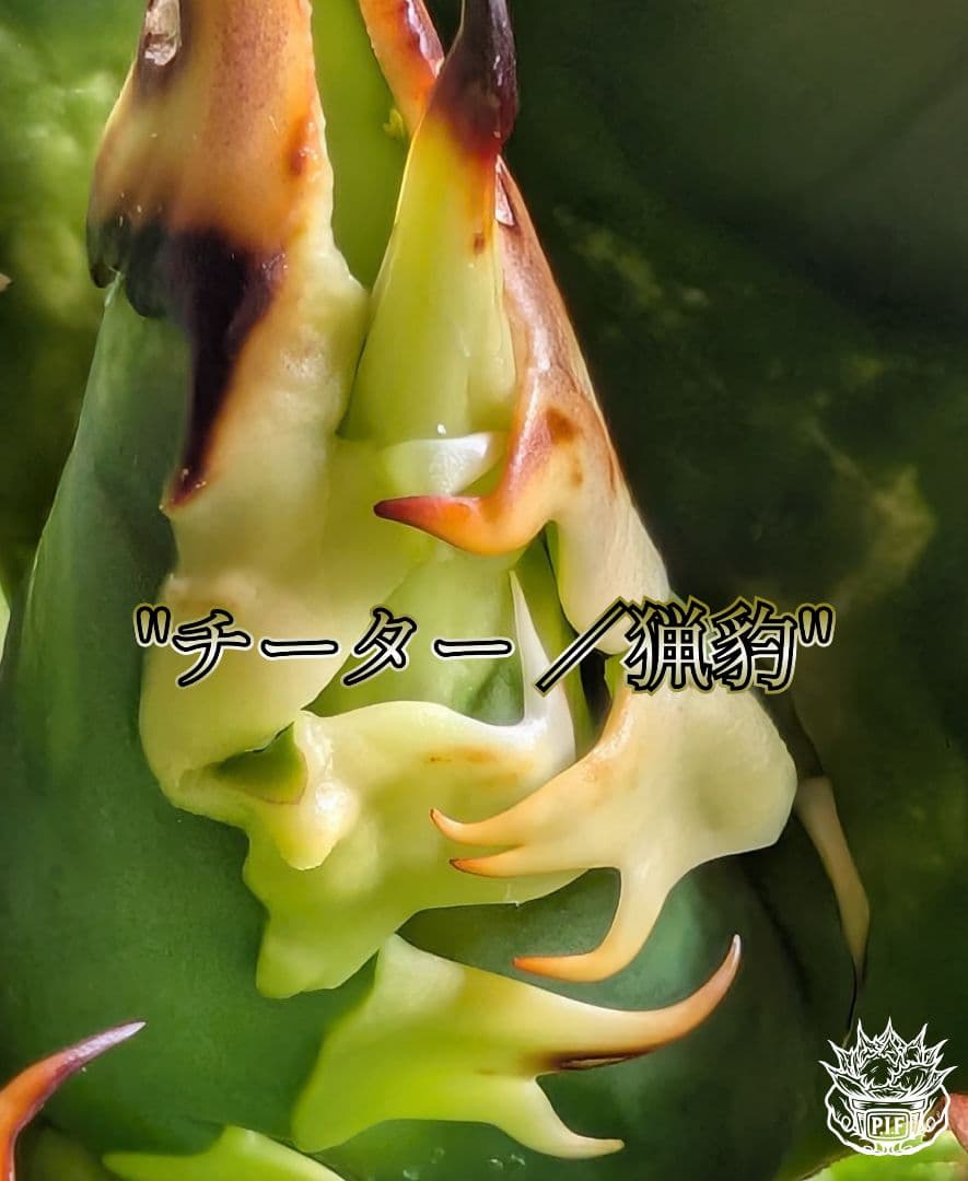 【Berlin産　超優良血統】\