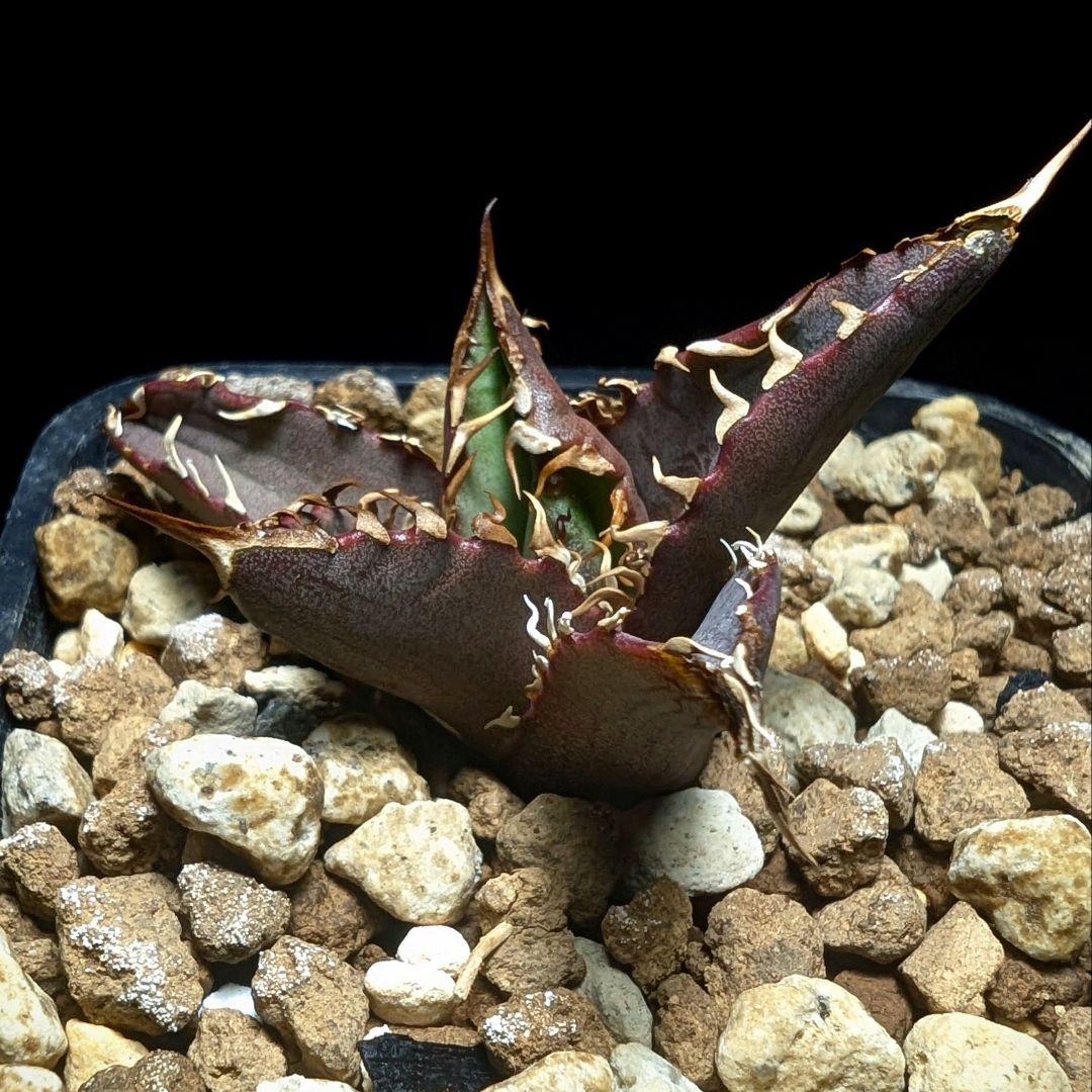 【Berlin産　超優良血統】\"チーター ／猟豹\"　子株出品