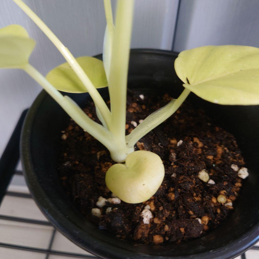 フィロデンドロン　セローム　ゴールド　ワルセヴィッチワルセラ　　もち様確認用