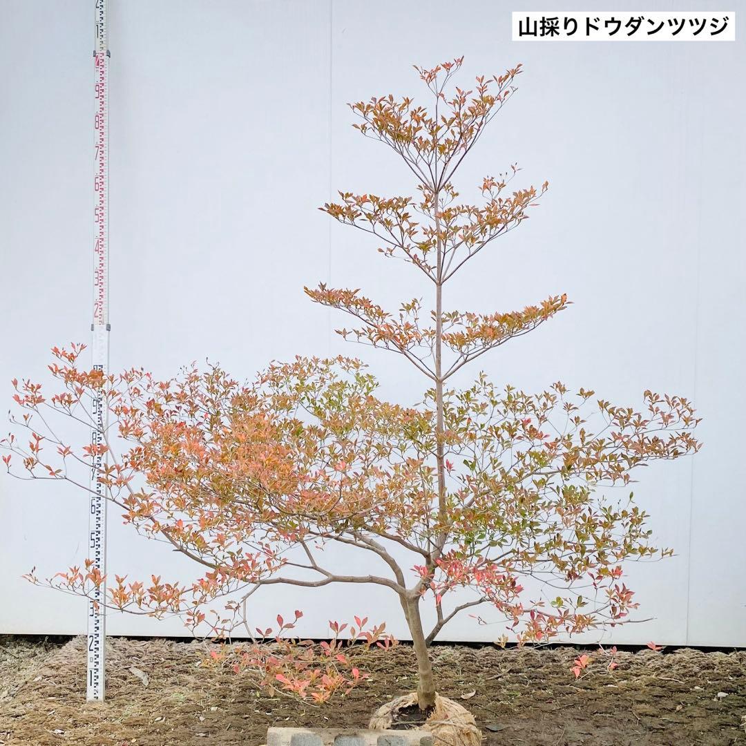 山採りドウダンツツジ　白花/817