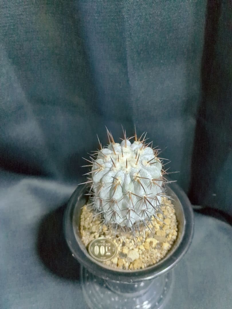 現地球 Copiapoa　コピアポア シネレア　黒王丸　自根