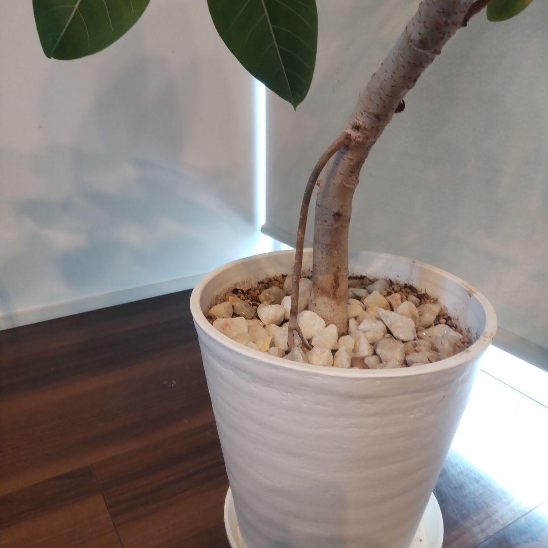 フィカス セアラート鉢付き