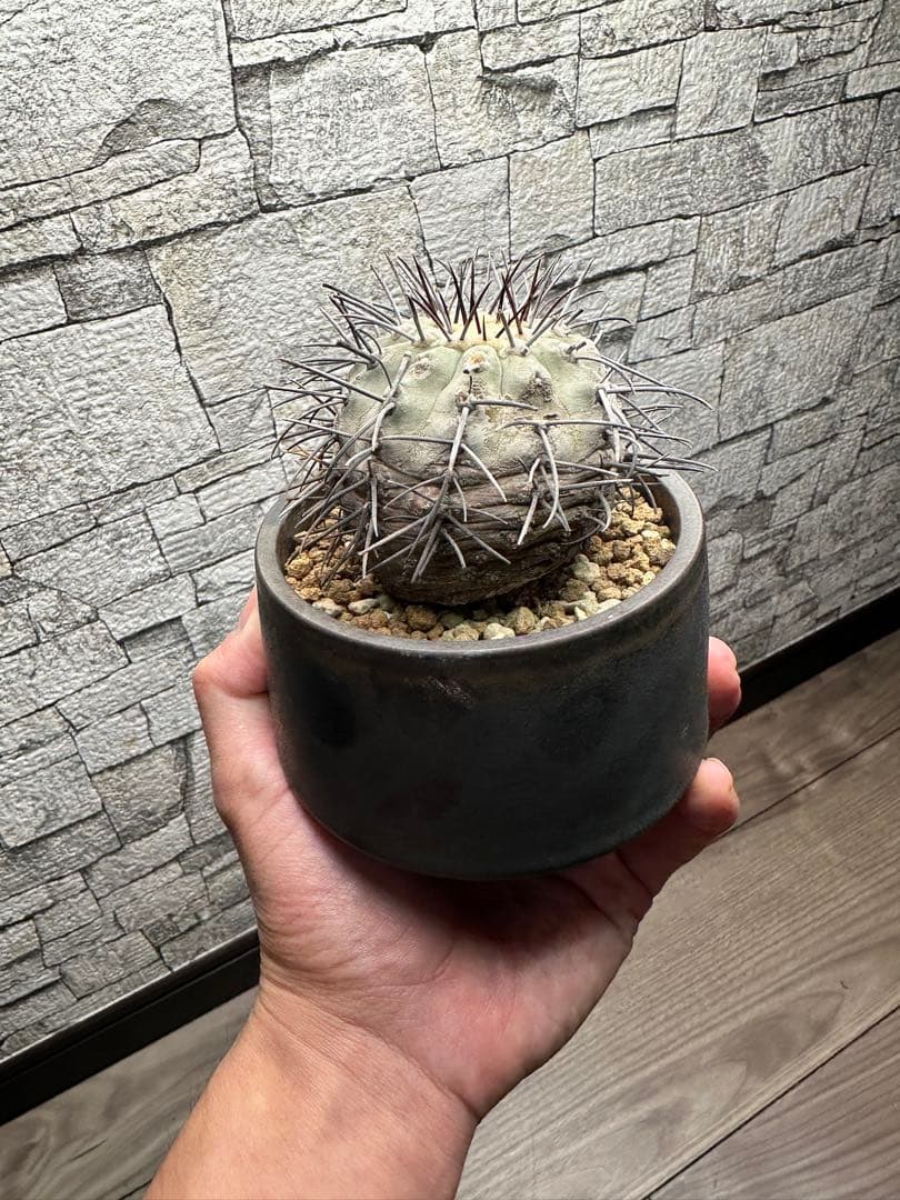 コピアポア コルムナアルバ 孤竜丸 現地球　陶器鉢セット　発根済み