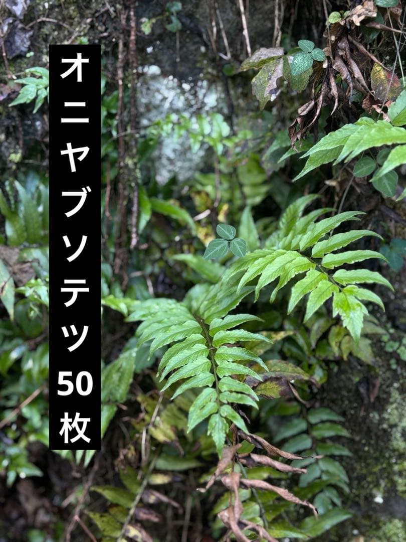 オニヤブソテツ