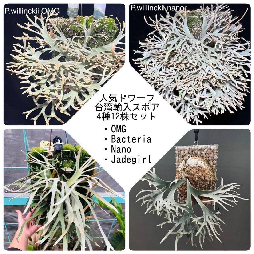 m*a様 【人気ドワーフ4種12株セット②】P.willinckii系 ビカクシ