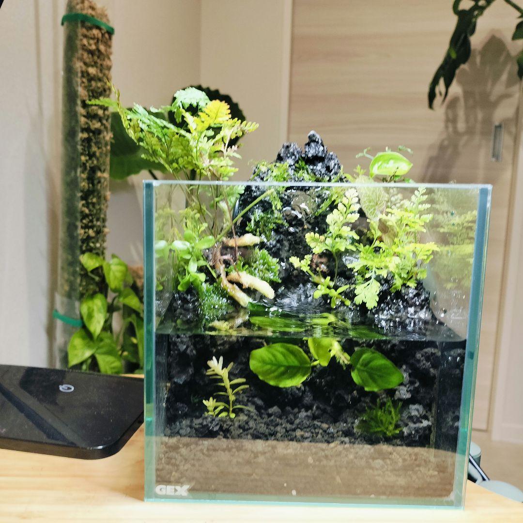【rii】アクアテラリウム完成品_滝の流れる15cmキューブ水槽