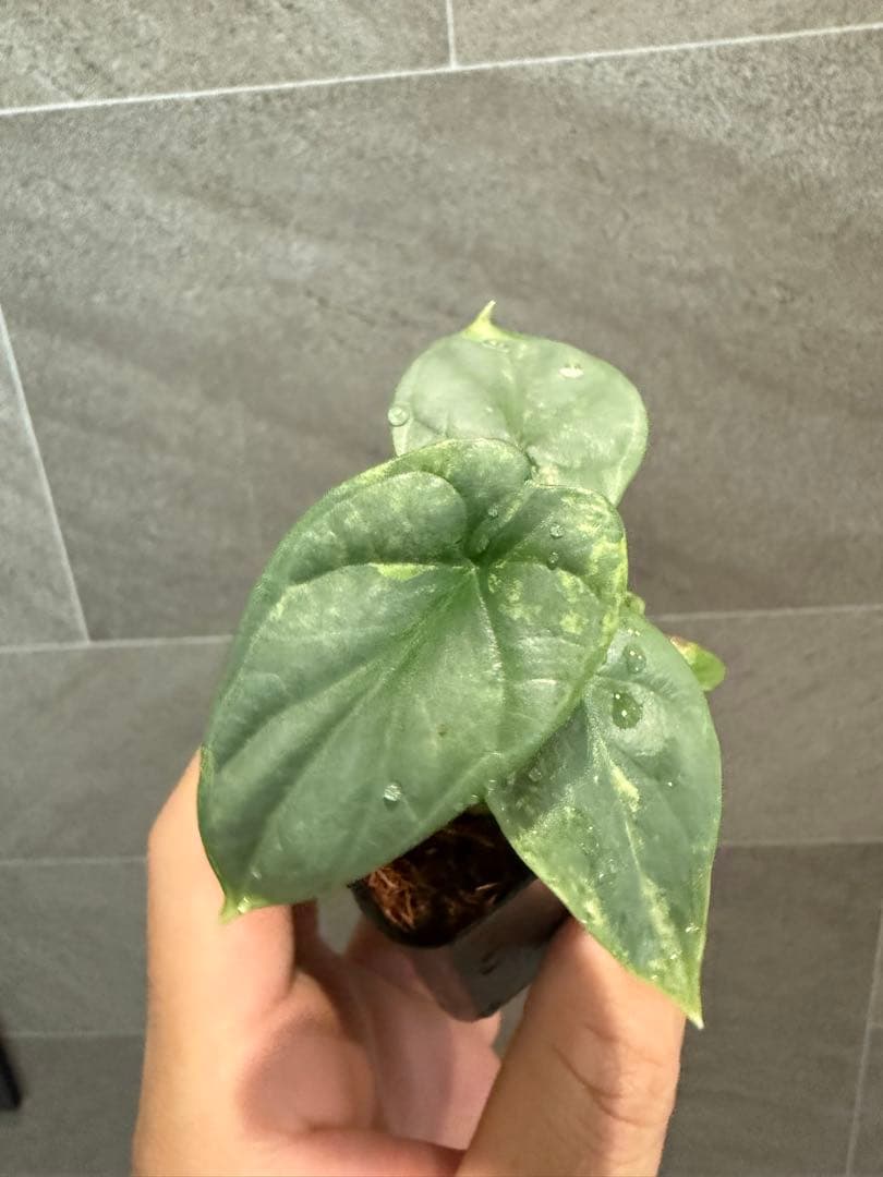 アロカシアシルバードラゴンオーレア　黄斑