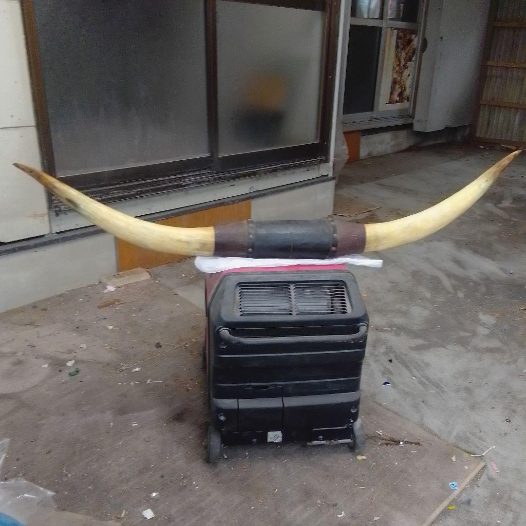 バアファロウの、角、四十 年前の物