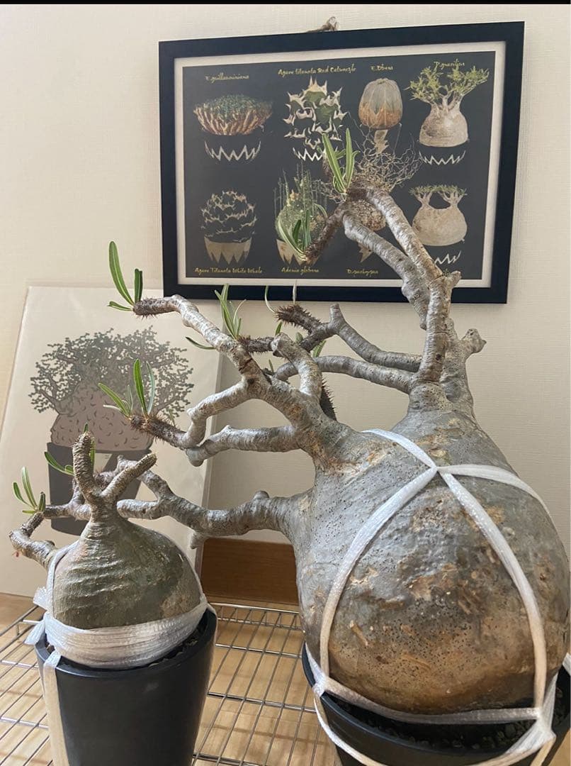 パキポディウムグラキリス　現地株　発根済み　塊根植物