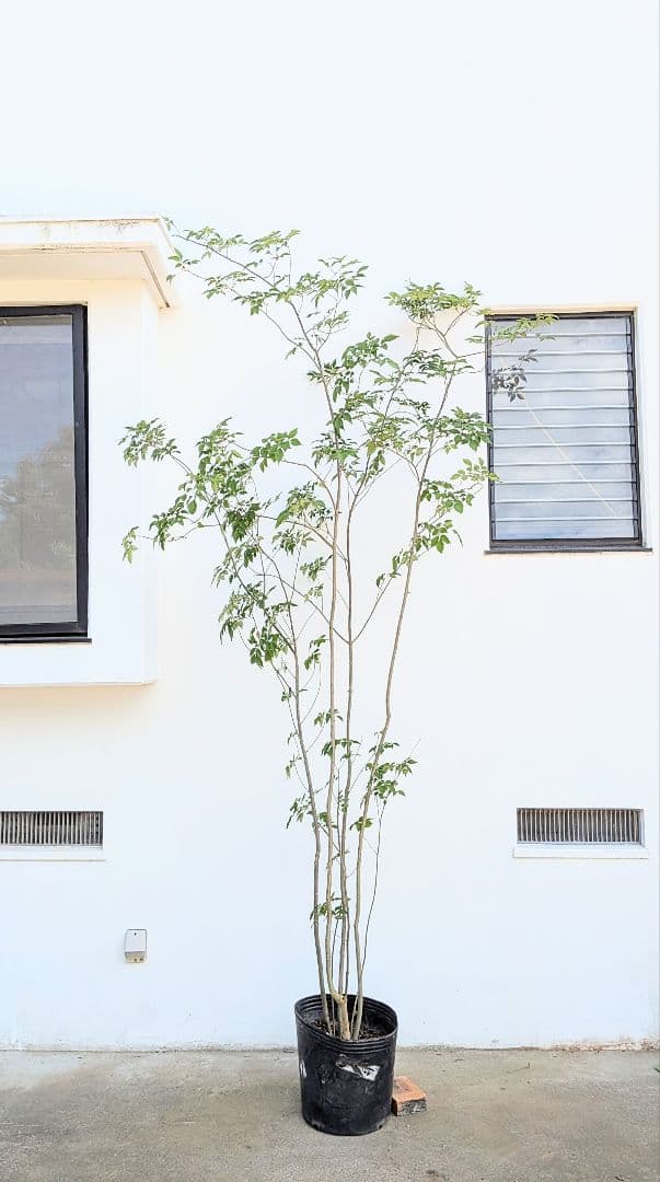 特大！抜群！山採りアオダモ株。