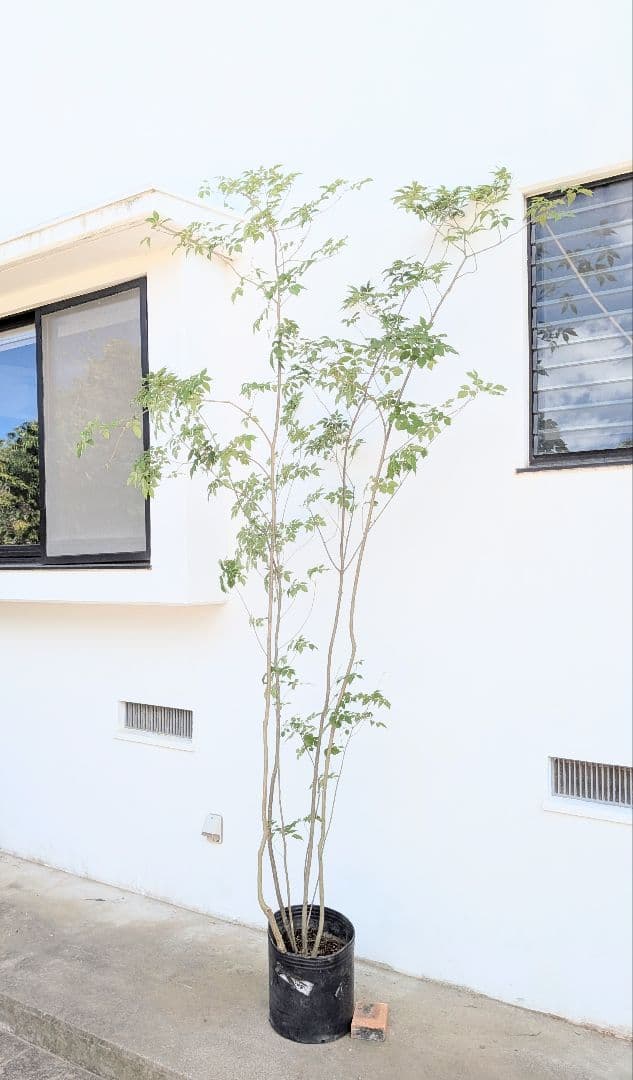 特大！抜群！山採りアオダモ株。