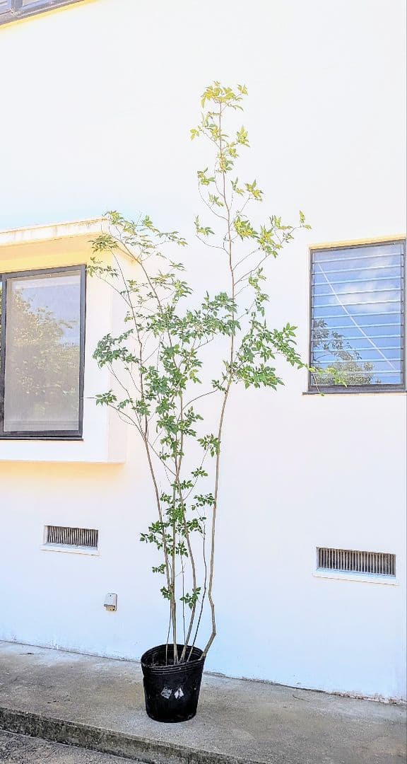 特大！抜群！山採りアオダモ株。