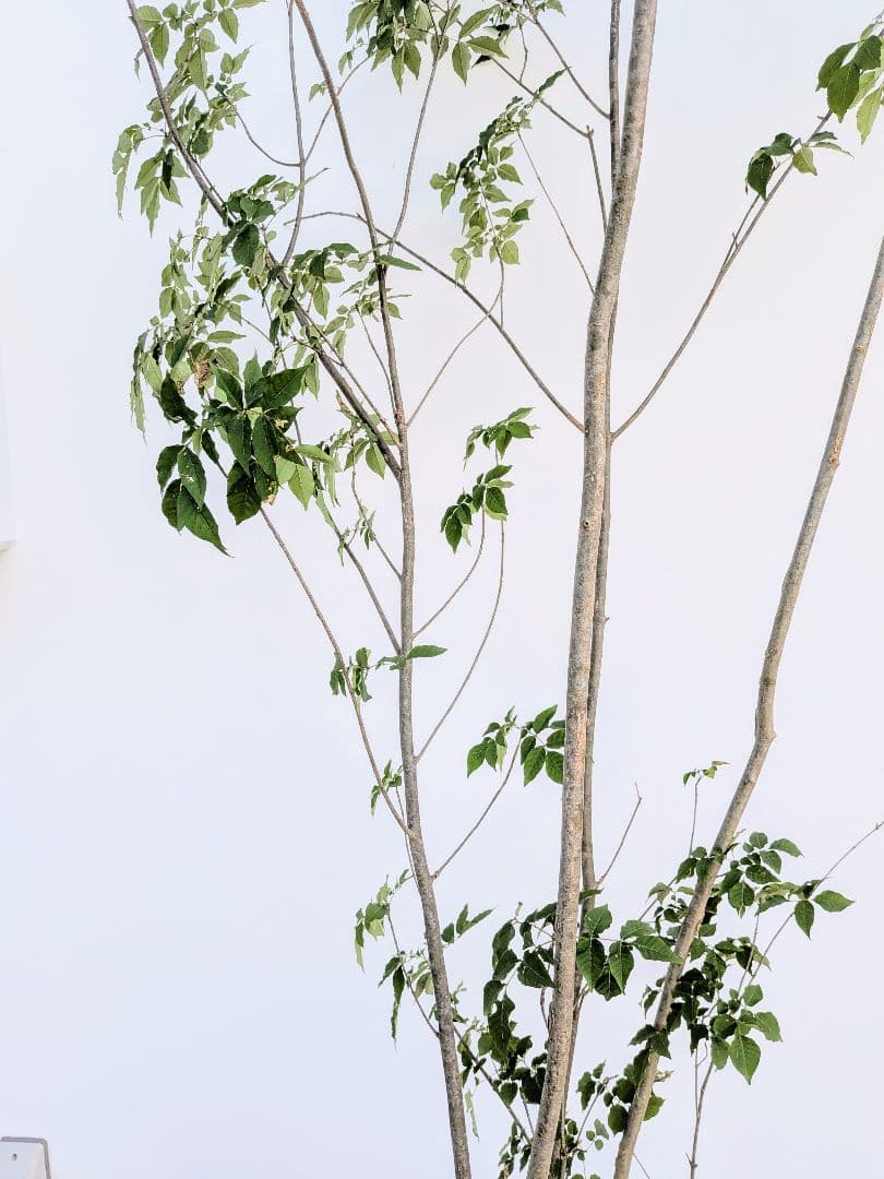 特大！抜群！山採りアオダモ株。