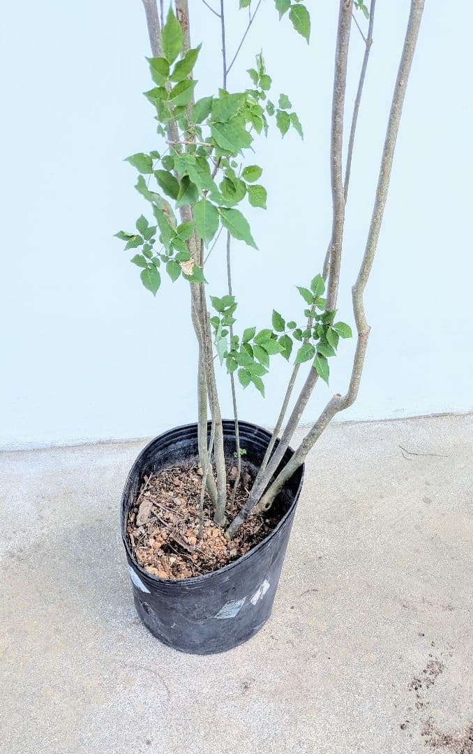 特大！抜群！山採りアオダモ株。