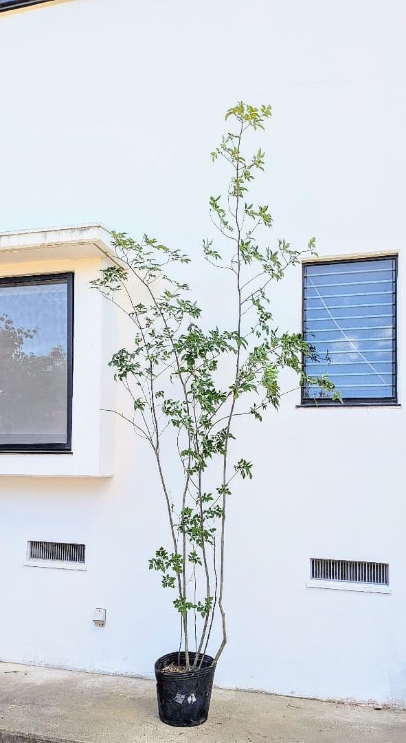 特大！抜群！山採りアオダモ株。