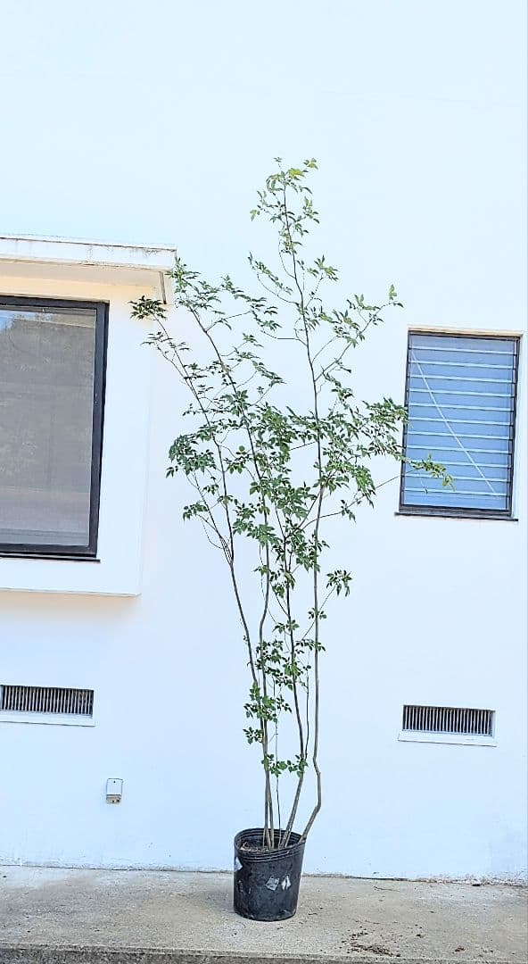 特大！抜群！山採りアオダモ株。