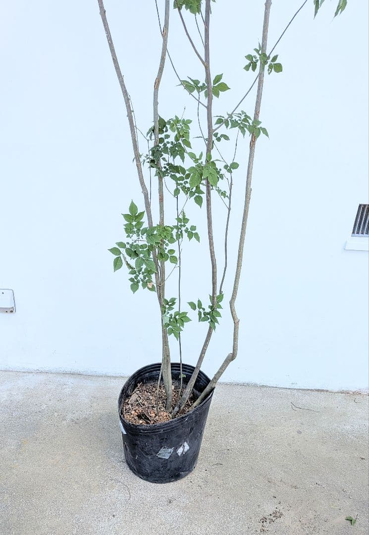 特大！抜群！山採りアオダモ株。