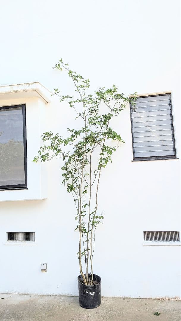 特大！抜群！山採りアオダモ株。