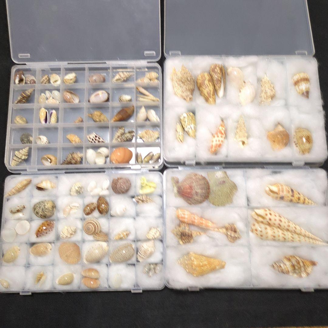 下*田様 貝殻　まとめ売り　（タカラ貝等々…）　標本