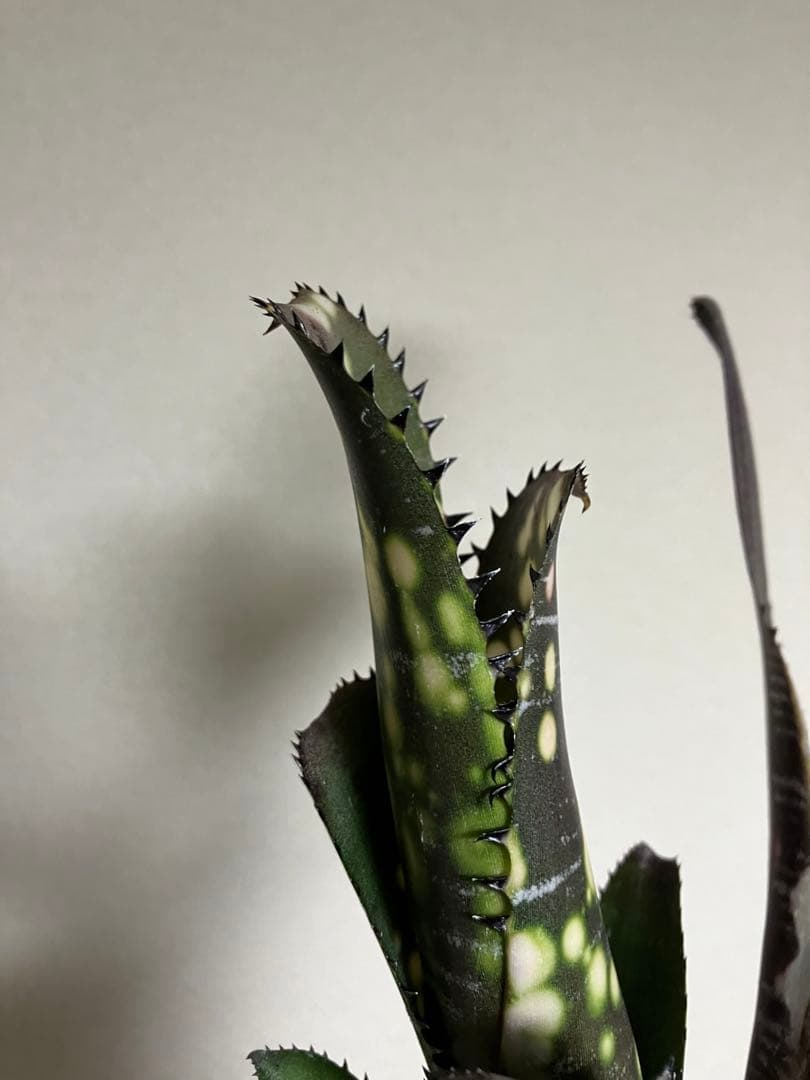 M*e様 B. 'Domingos Martins' Original Clon