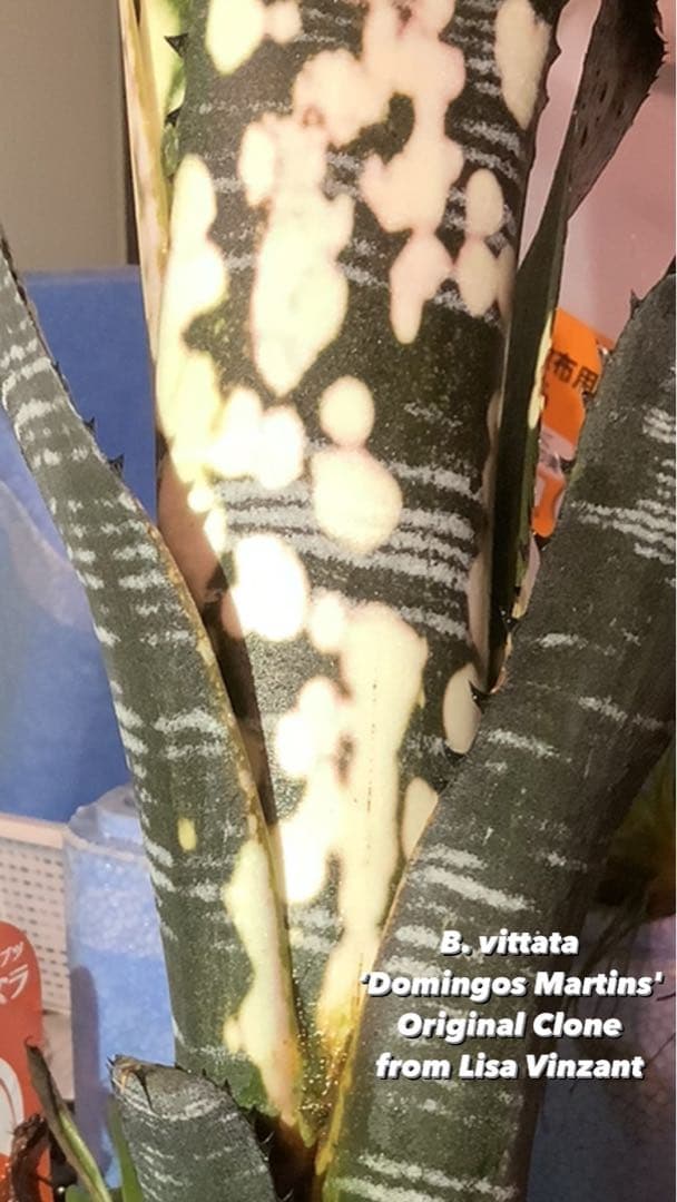 M*e様 B. 'Domingos Martins' Original Clon