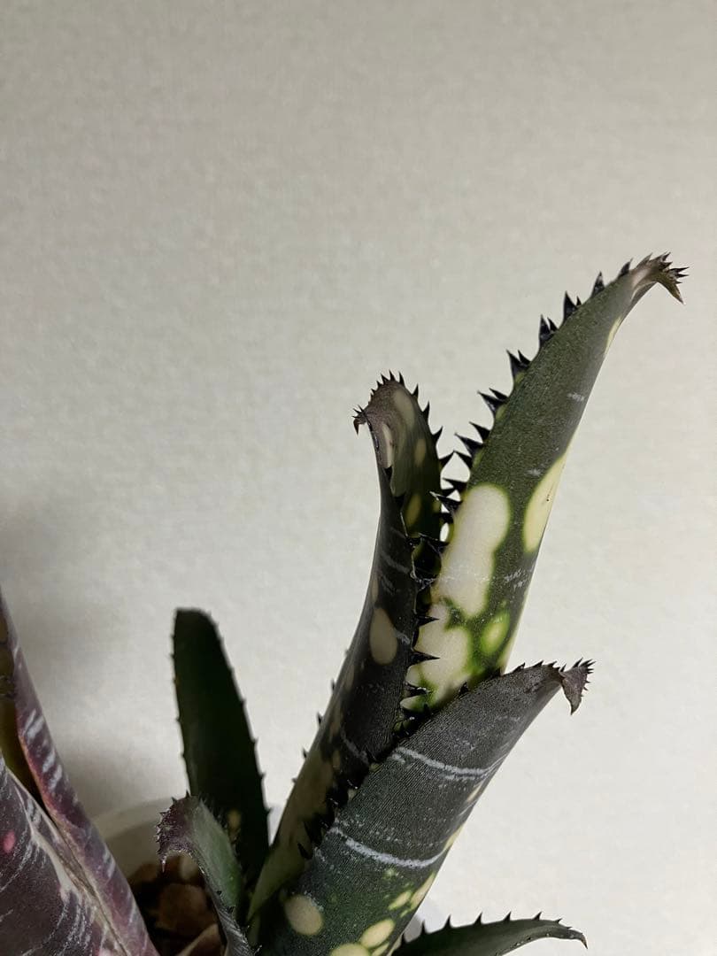 M*e様 B. 'Domingos Martins' Original Clon