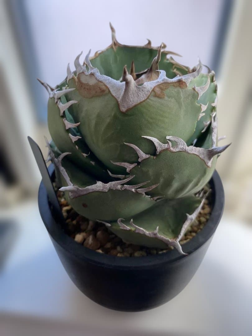 アガベ　ジャガーノート✖︎ＦO-076 ハイブリッド　まん丸