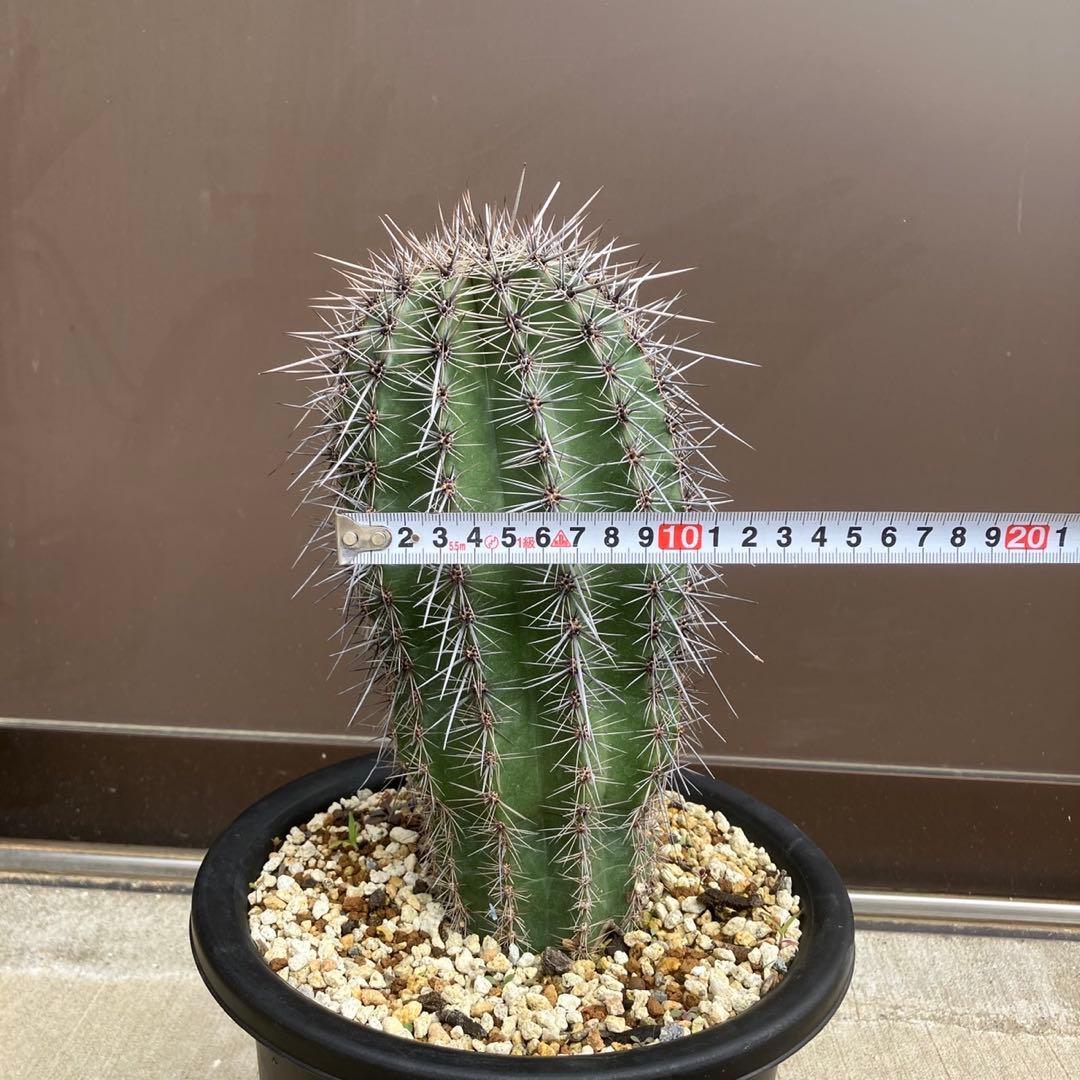 【#25105】弁慶柱　カルネギアギガンティア