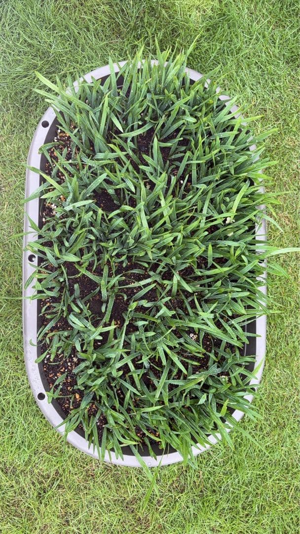 【期間限定値下げ】大量貴重　ロングリーフのオニサバルヤシ