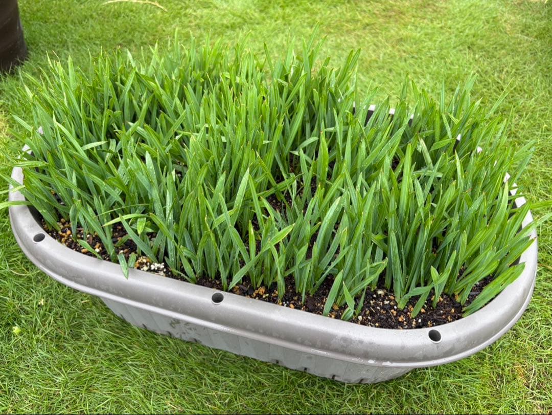 【期間限定値下げ】大量貴重　ロングリーフのオニサバルヤシ