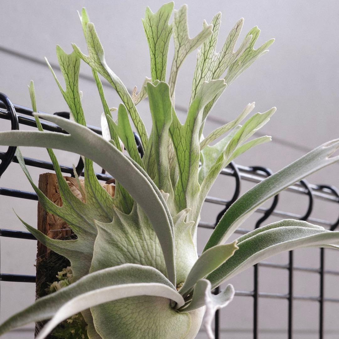 ︎︎︎︎☑︎ P.veitchii 'か' ビカクシダ 子株 veitchii wild