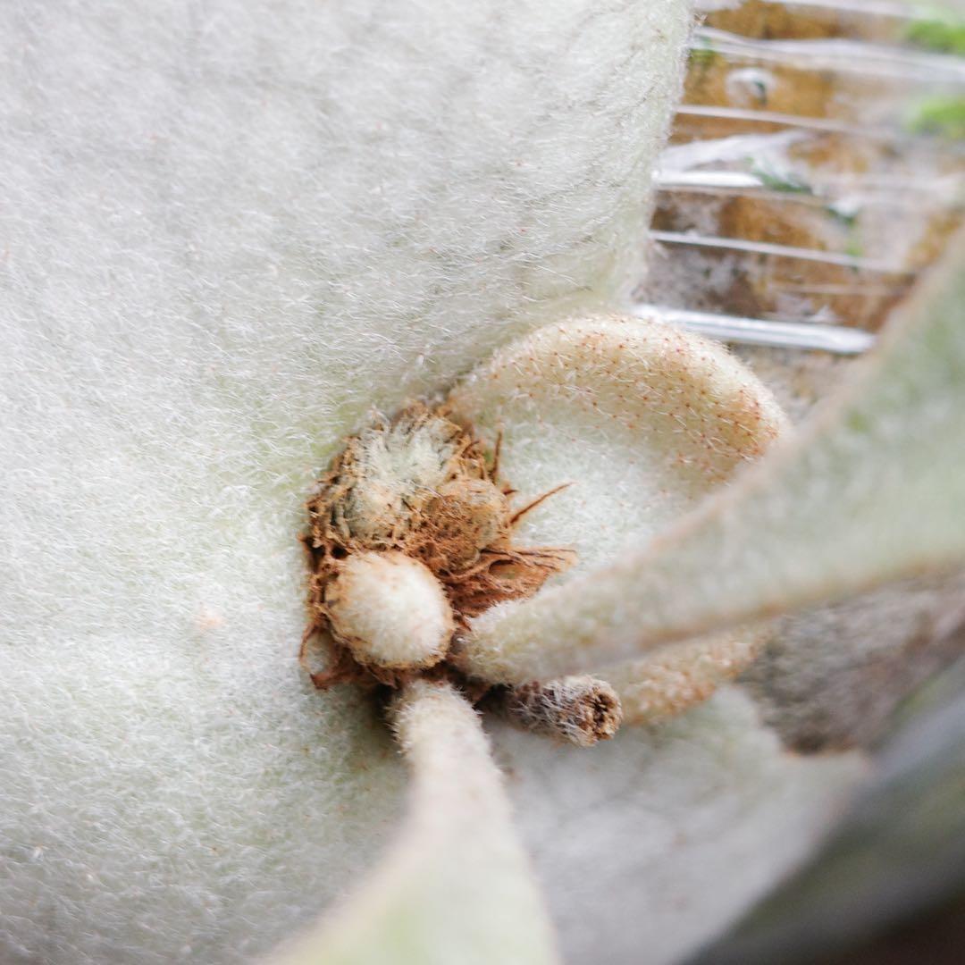 ︎︎︎︎☑︎ P.veitchii 'か' ビカクシダ 子株 veitchii wild