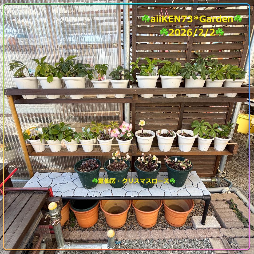 ☘️aiiKEN73*Garden☘️AG202602