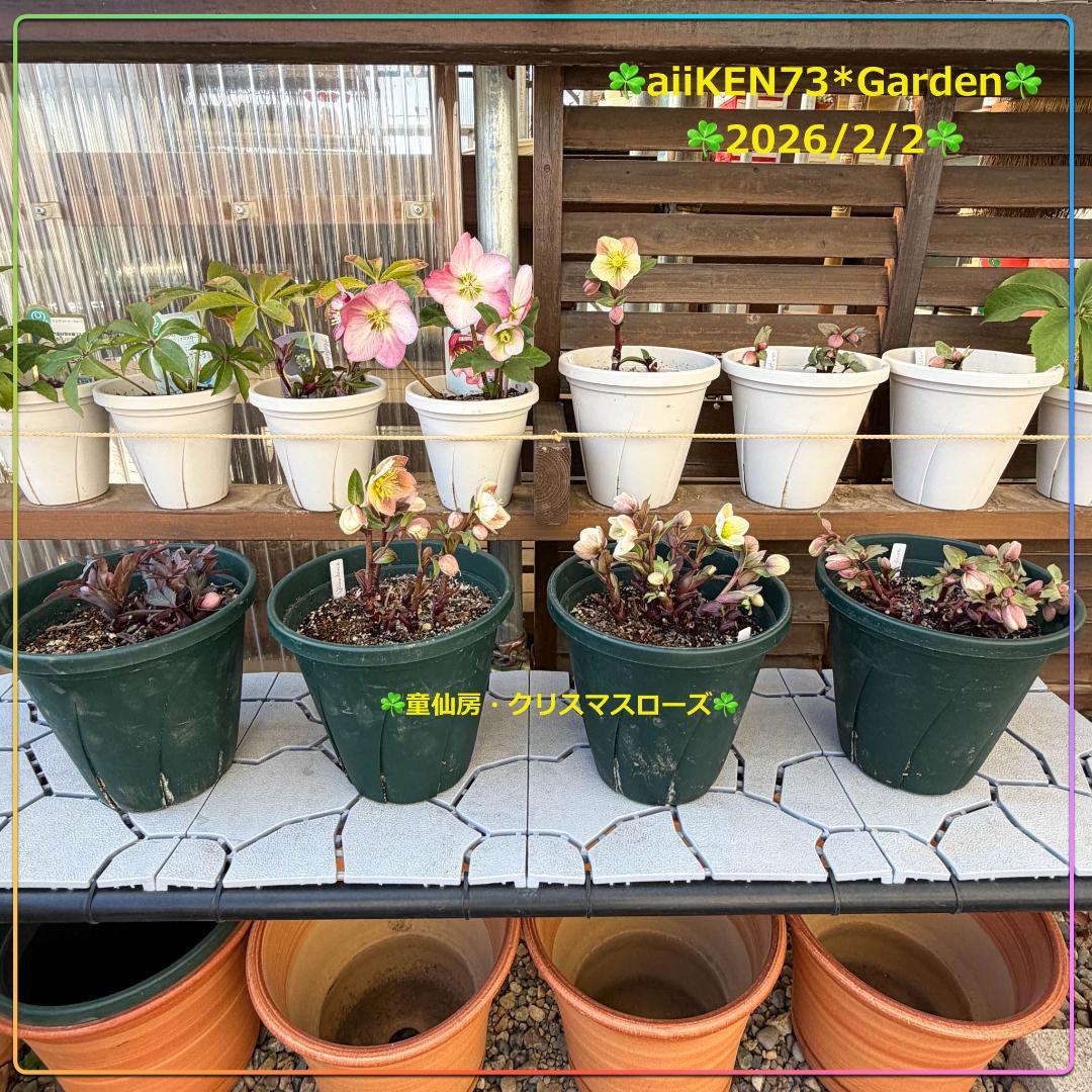☘️aiiKEN73*Garden☘️AG202602