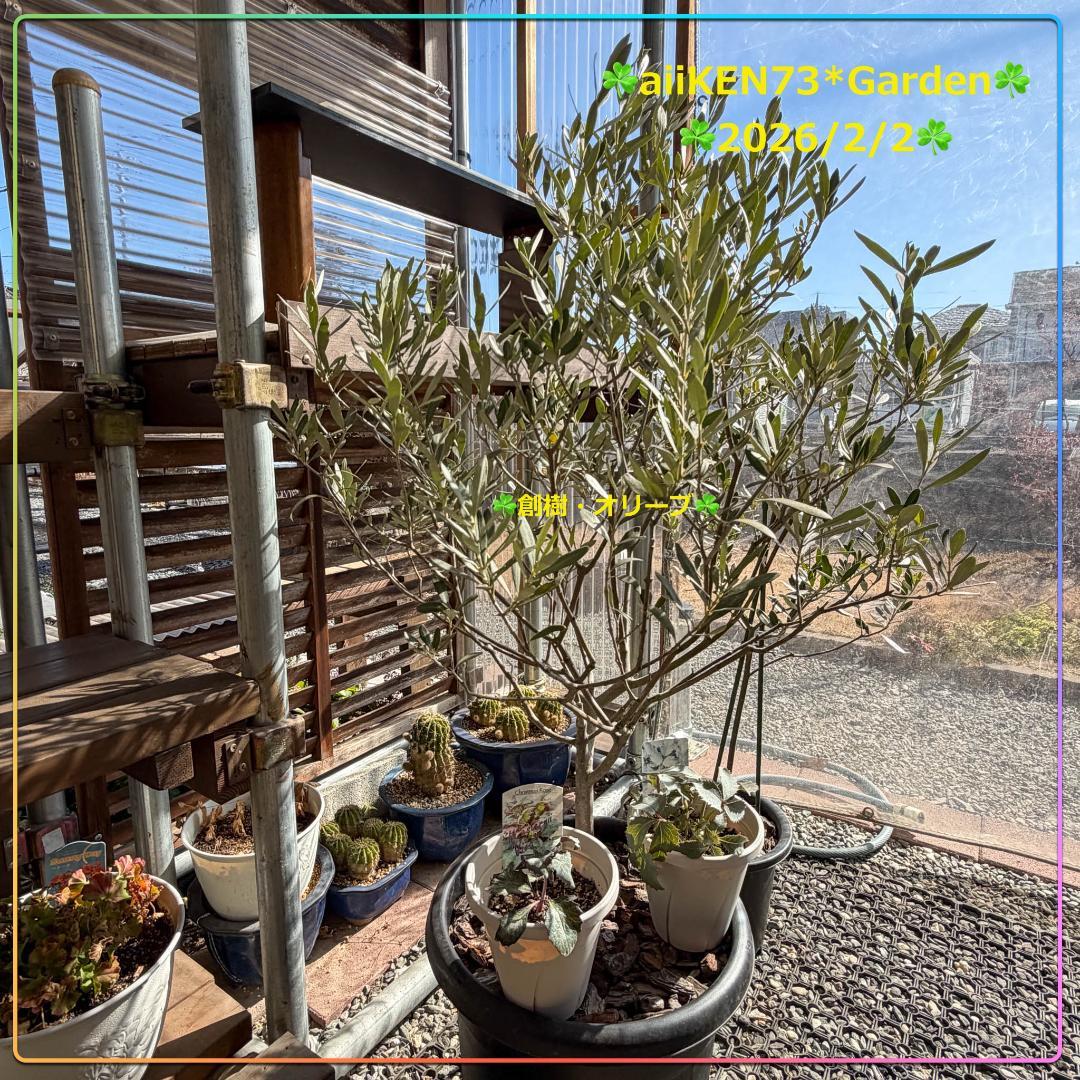 ☘️aiiKEN73*Garden☘️AG202602